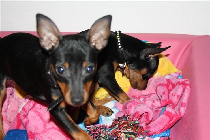 Dvaergpinscher  chanel - Chanel, coco er i baggrunden billede 10