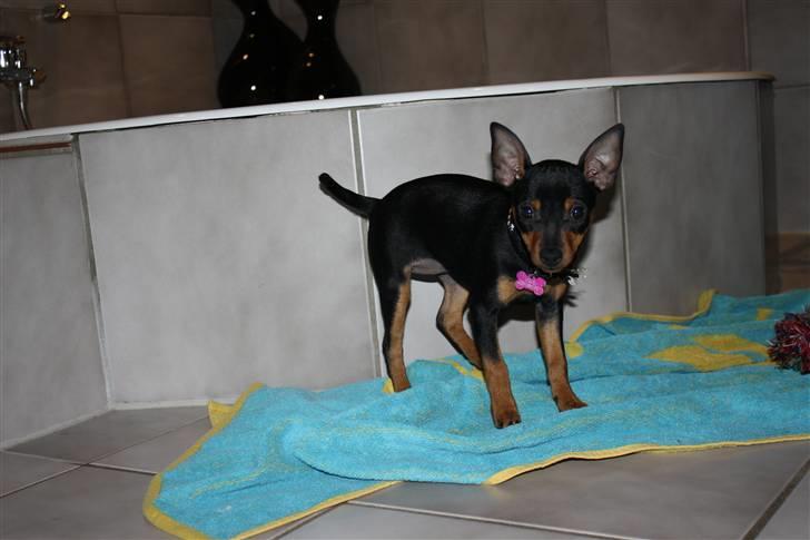 Dvaergpinscher  chanel billede 11