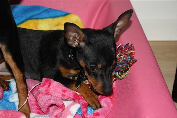 Dvaergpinscher  chanel billede 12