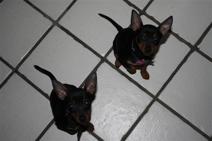 Dvaergpinscher  chanel billede 13