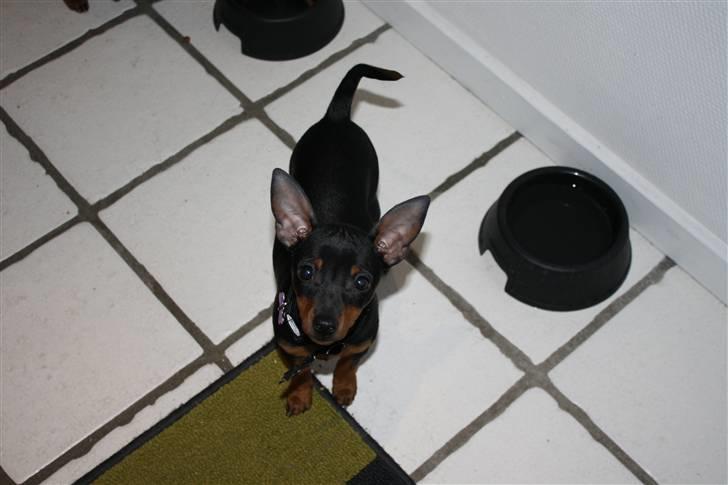 Dvaergpinscher  chanel billede 14