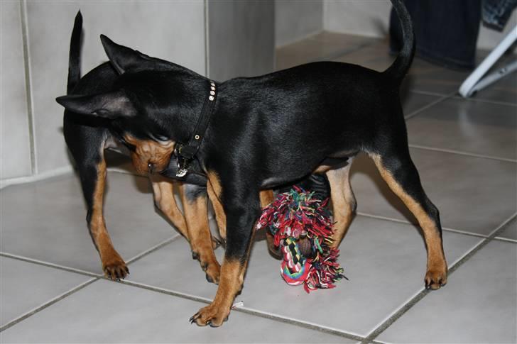 Dvaergpinscher  chanel billede 15