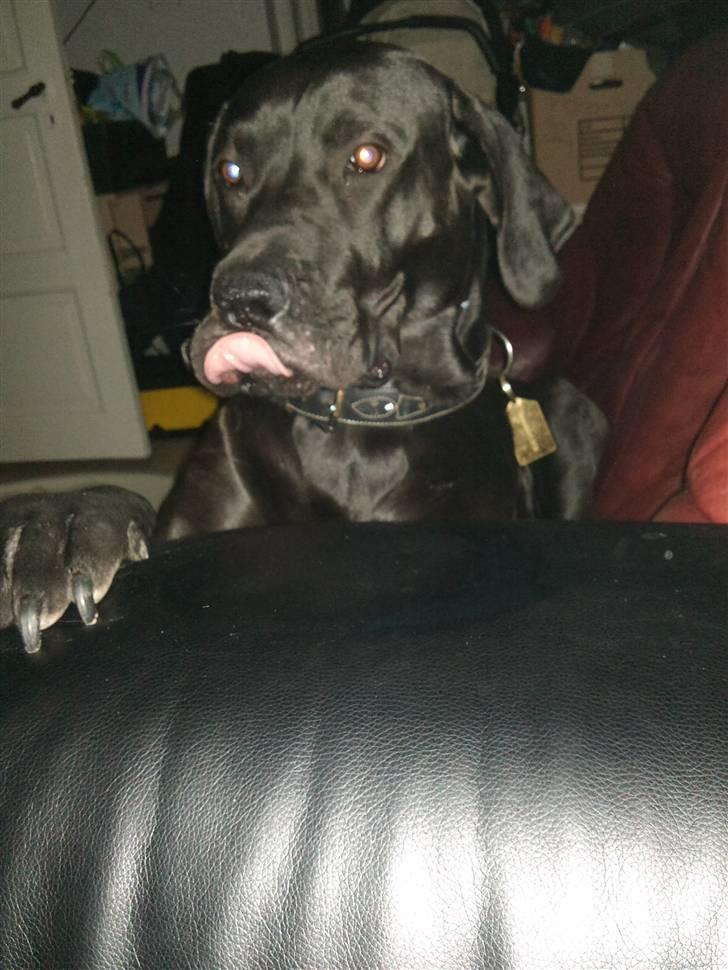 Blanding af racer Ludvig billede 9