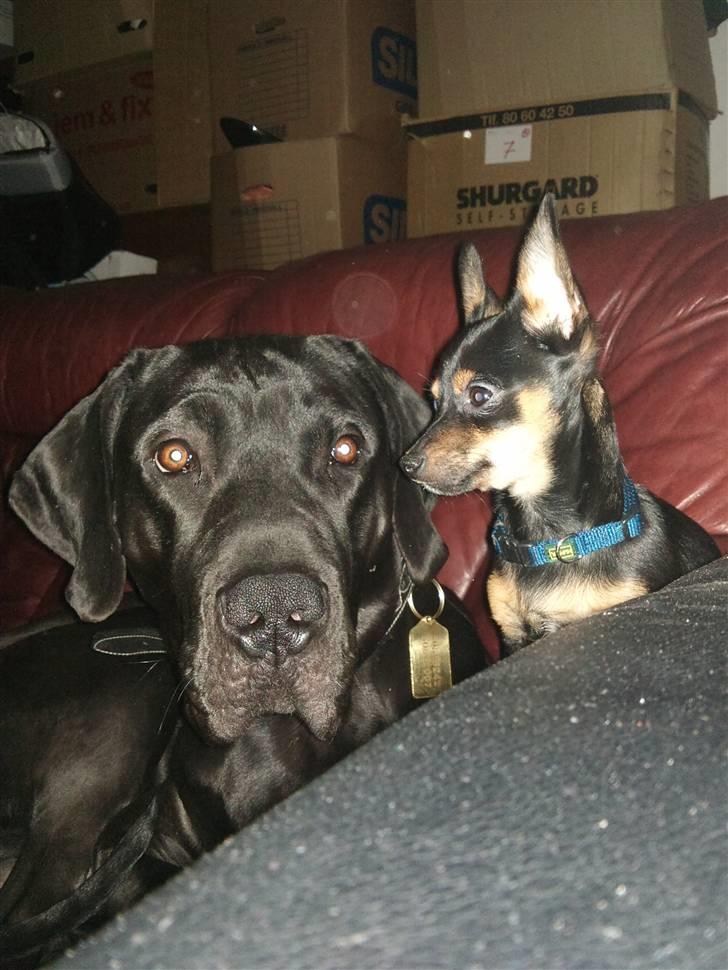 Blanding af racer Ludvig billede 10