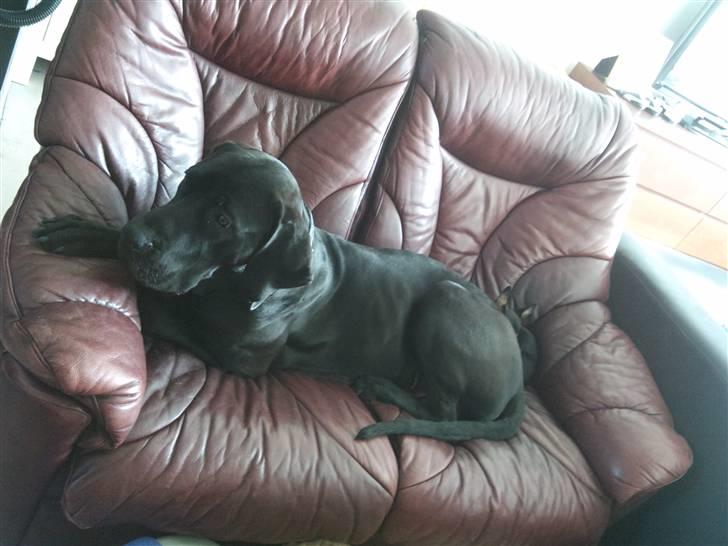 Blanding af racer Ludvig billede 11