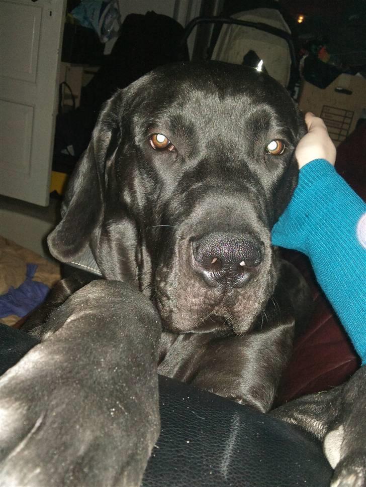 Blanding af racer Ludvig billede 12