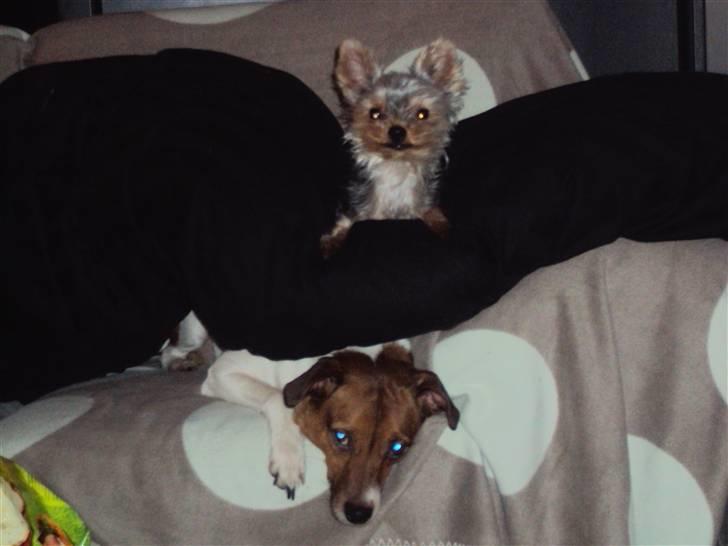 Dansk svensk gaardhund Axel billede 13