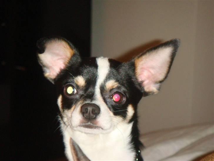 Chihuahua Balou billede 13