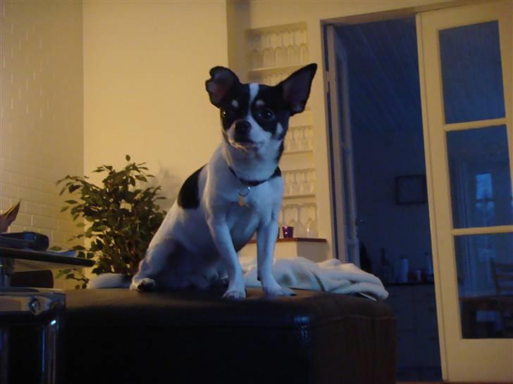 Chihuahua Balou billede 14