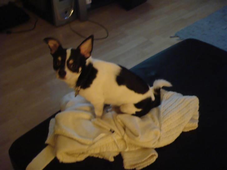 Chihuahua Balou billede 15