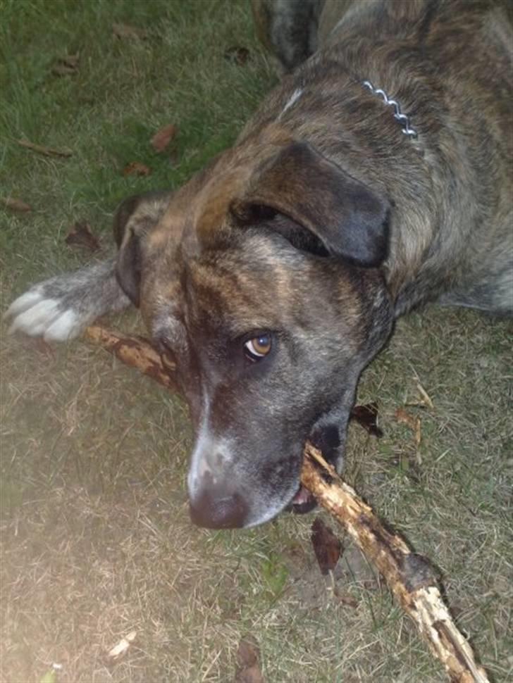 Blanding af racer Charlie R.I.P billede 7