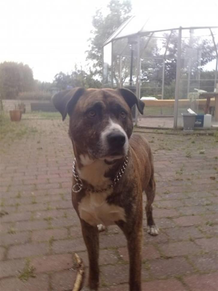 Blanding af racer Charlie R.I.P billede 8