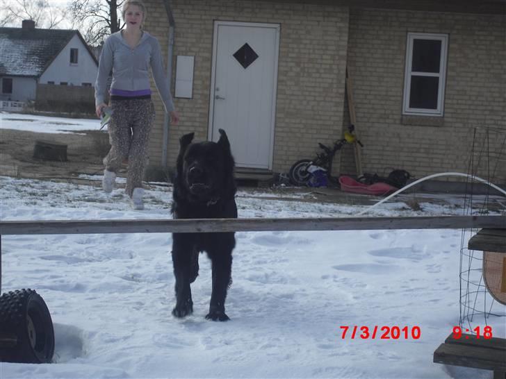 Labrador retriever Bjørn<3:b billede 9