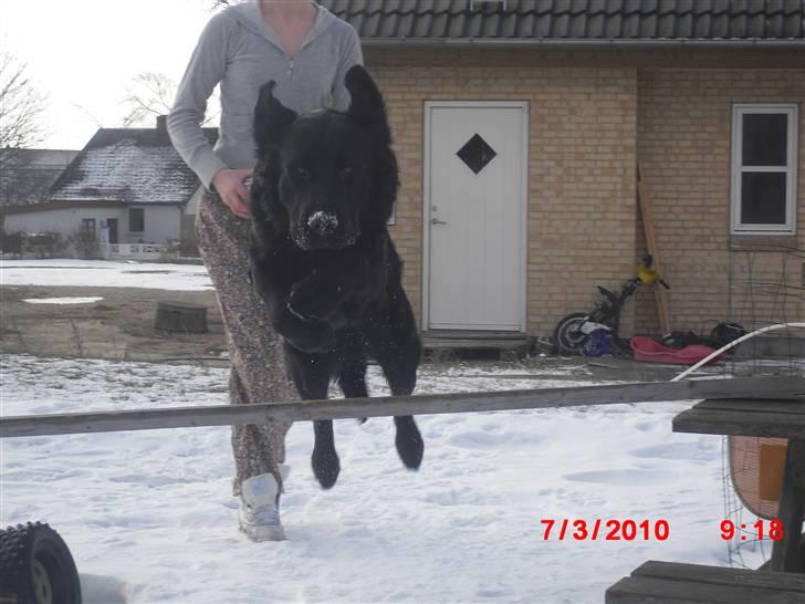 Labrador retriever Bjørn<3:b billede 10