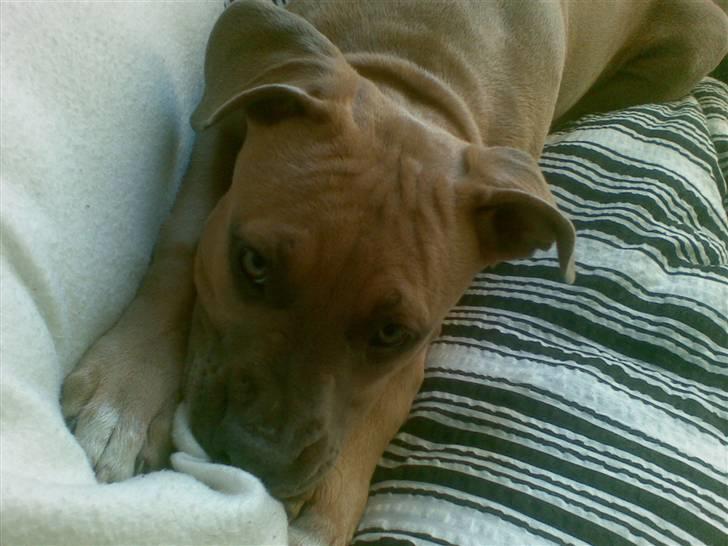 Amerikansk staffordshire terrier Chiva billede 7