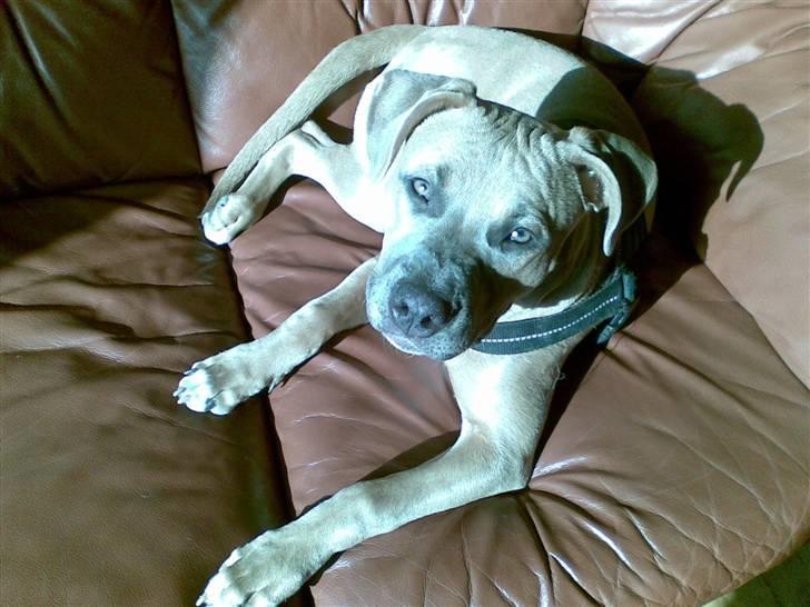 Amerikansk staffordshire terrier Chiva billede 8