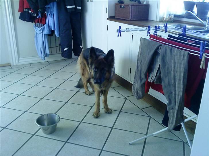 Schæferhund Liva<3 billede 2