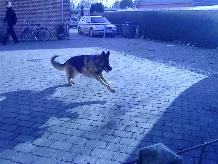 Schæferhund Liva<3 billede 3