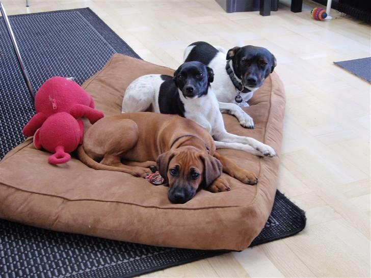 Rhodesian ridgeback Fanikiwa Asilia Jamilla billede 7