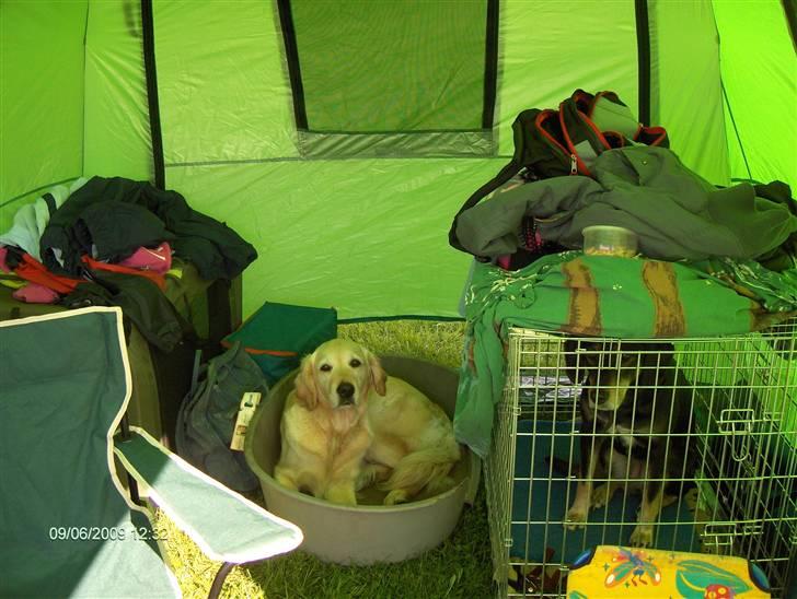 Blanding af racer Lady billede 3