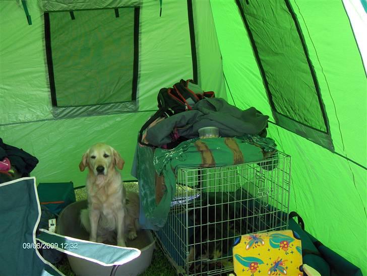 Blanding af racer Lady billede 4