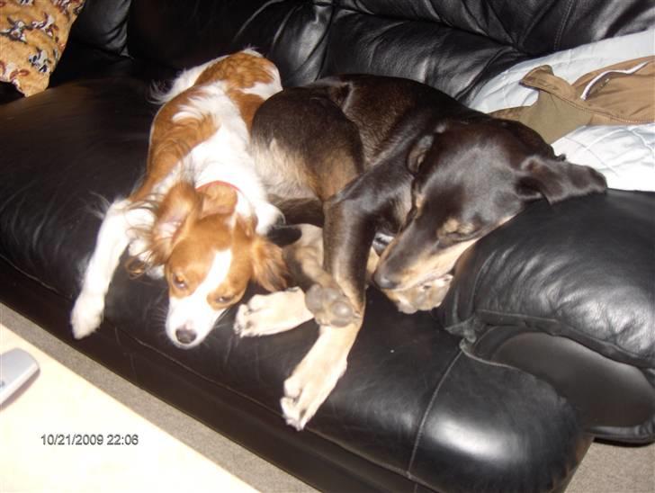 Blanding af racer Lady billede 5