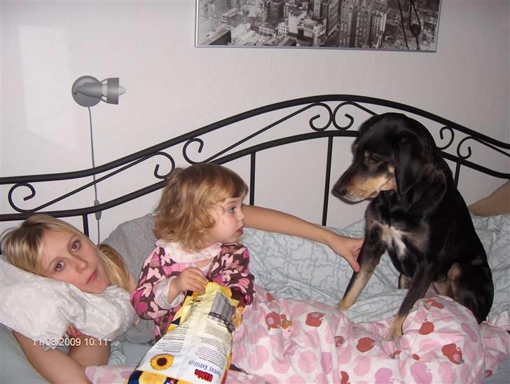 Blanding af racer Lady billede 6