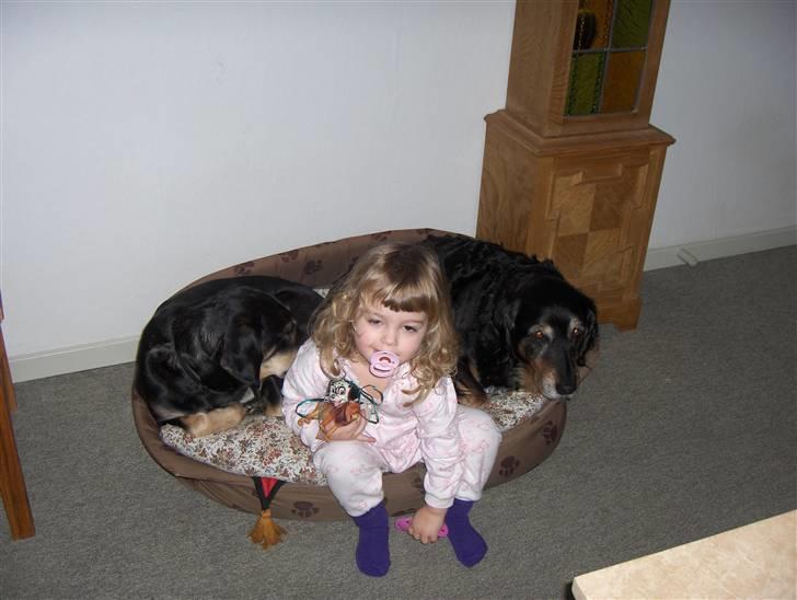 Blanding af racer Lady billede 7