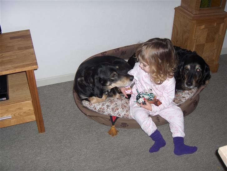 Blanding af racer Lady billede 8