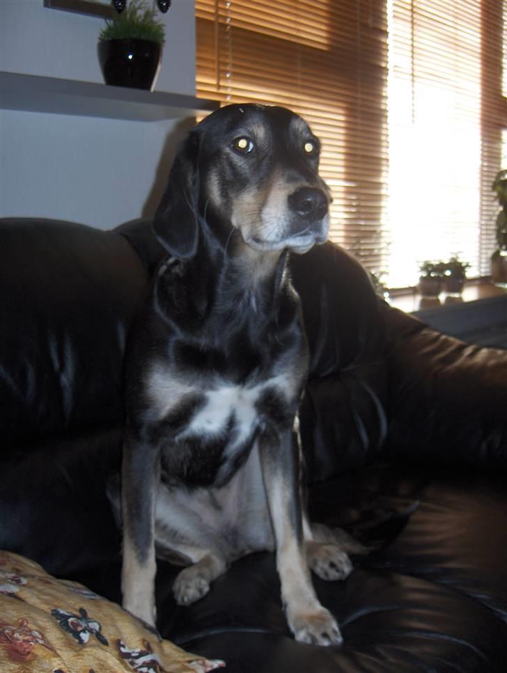 Blanding af racer Lady billede 9