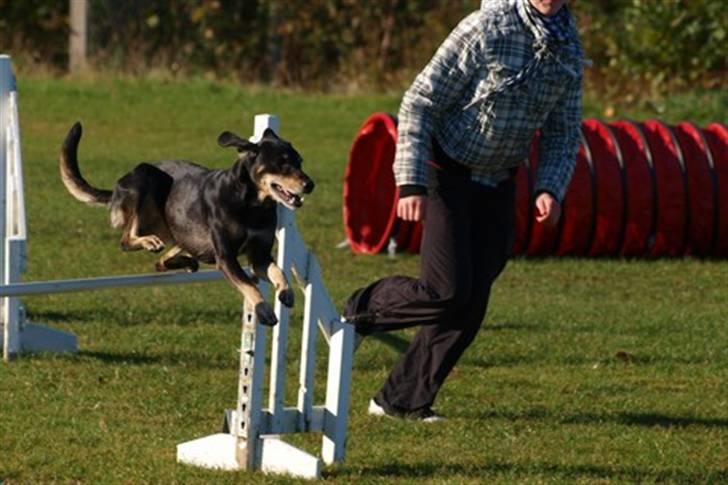 Blanding af racer Lady - til vores hjemme konkurrence d 16/10- 10 billede 10