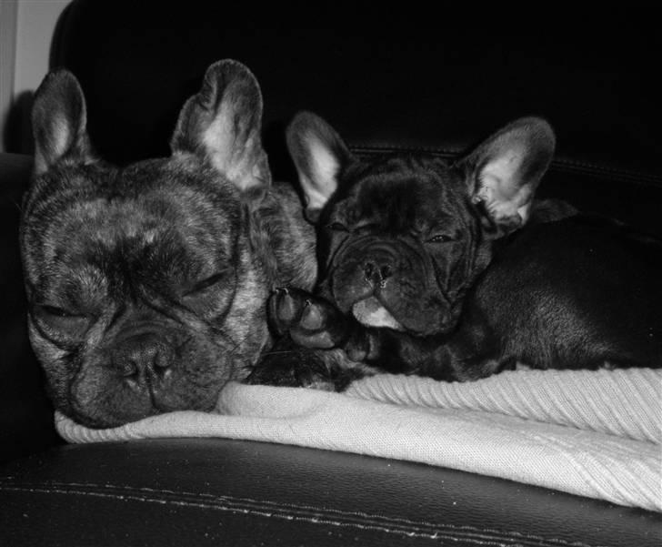 Fransk bulldog Nala R.I.P 24/12-09_12/7-11 - Nala og Tysin putter på sofaen :) billede 6