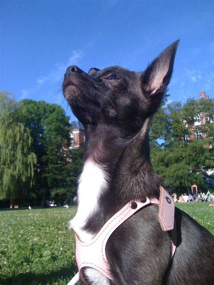 Chihuahua Honey billede 1