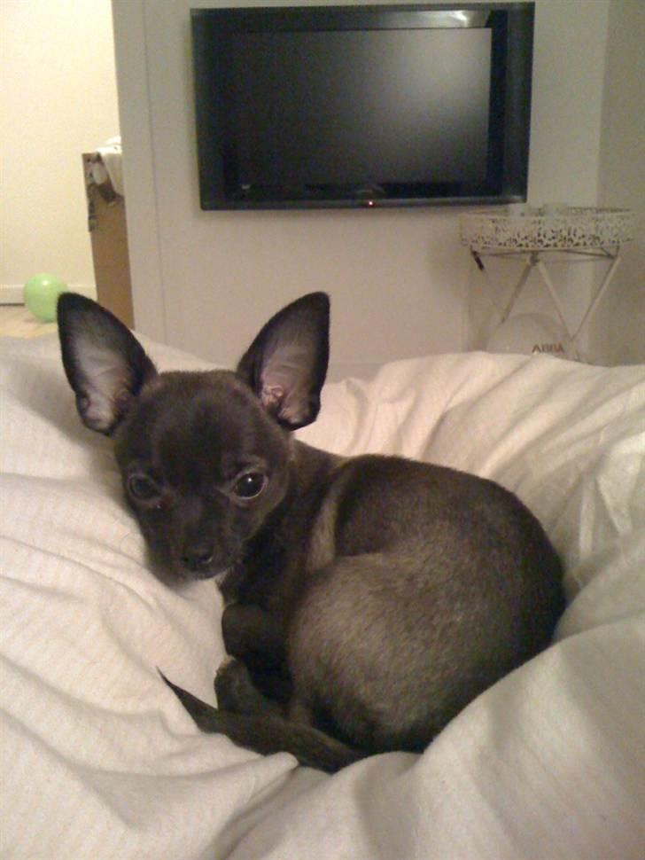 Chihuahua Honey billede 2