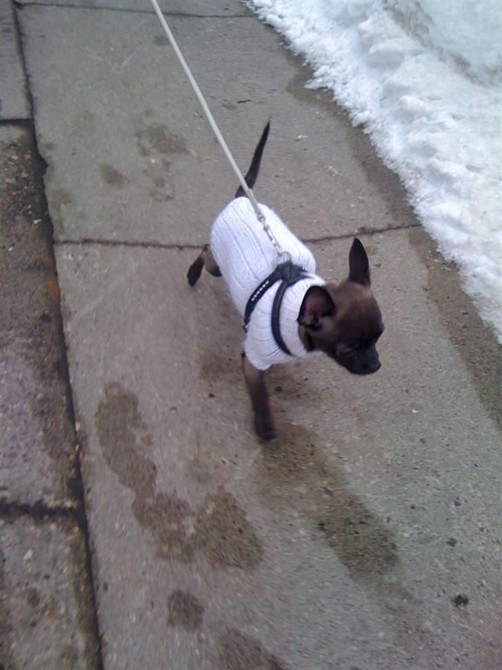 Chihuahua Honey billede 3