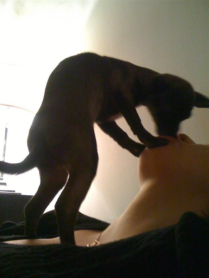 Chihuahua Honey billede 4