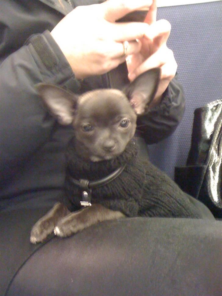 Chihuahua Honey billede 6