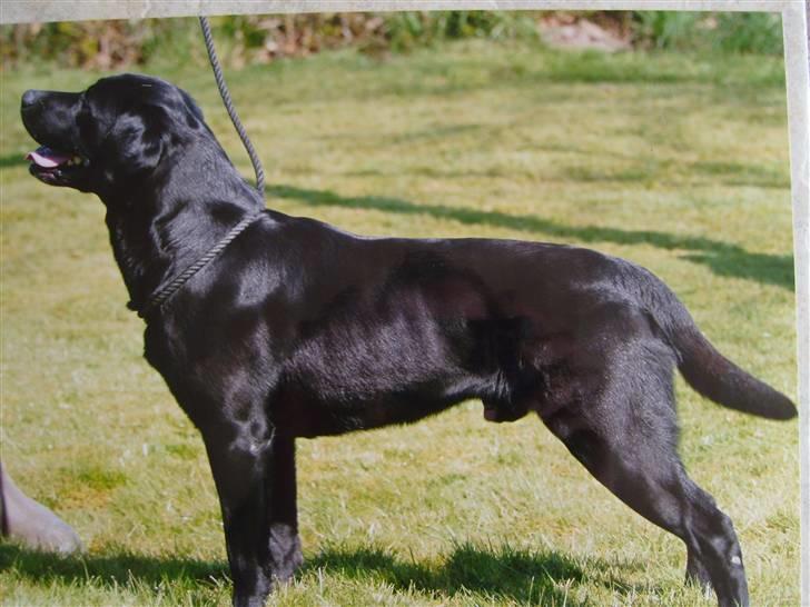 Labrador retriever Demsey - Demsey billede 1