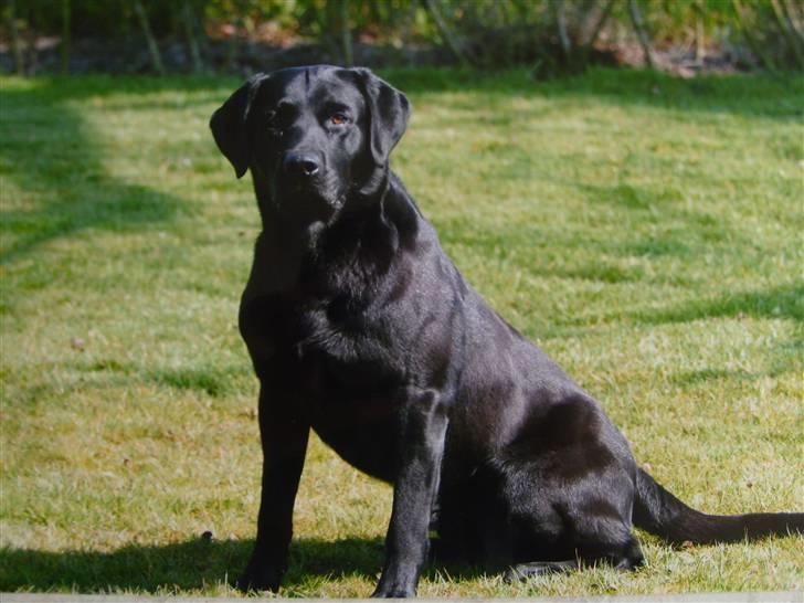 Labrador retriever Demsey - Demsey billede 2