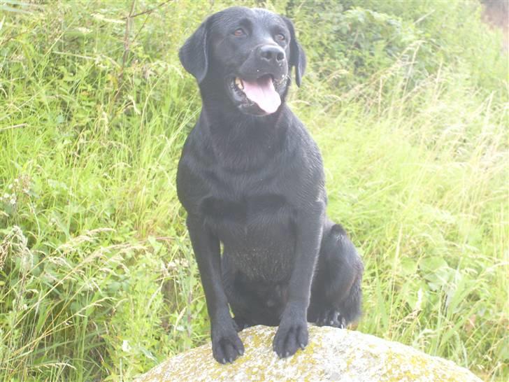 Labrador retriever Demsey - Demsey billede 3