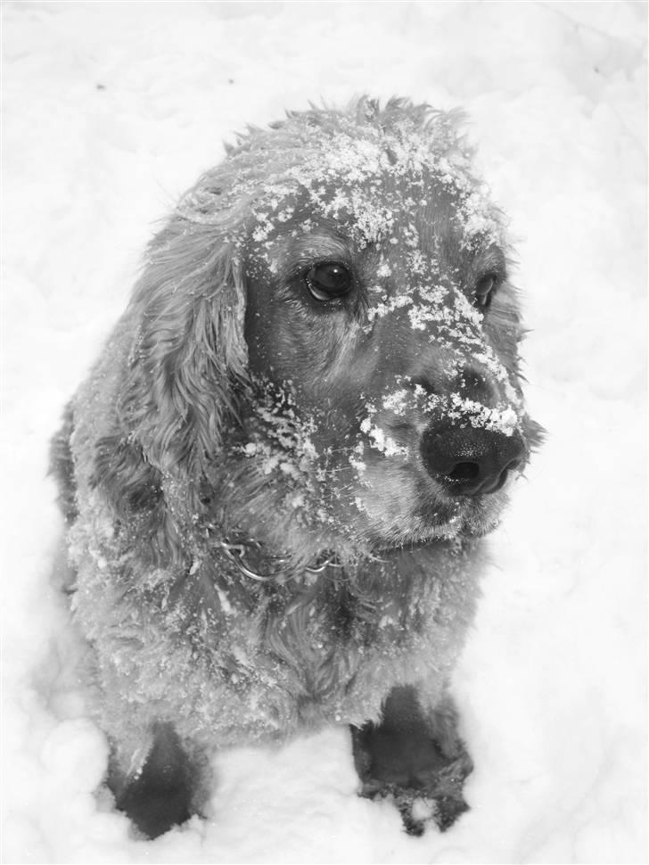 Blanding af racer LOKE VALDEMAR ;) HIMMELHUND ! :'( - BAMSE <3 - MIN BEDSTE LEGEKAMMERAT.  billede 5