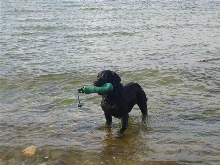 Labrador retriever Demsey - Demsey billede 4