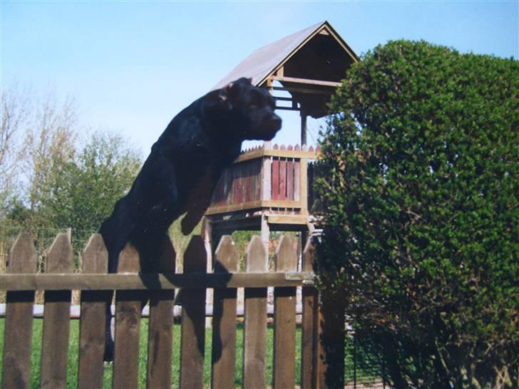 Labrador retriever Demsey - DEMSEY billede 5