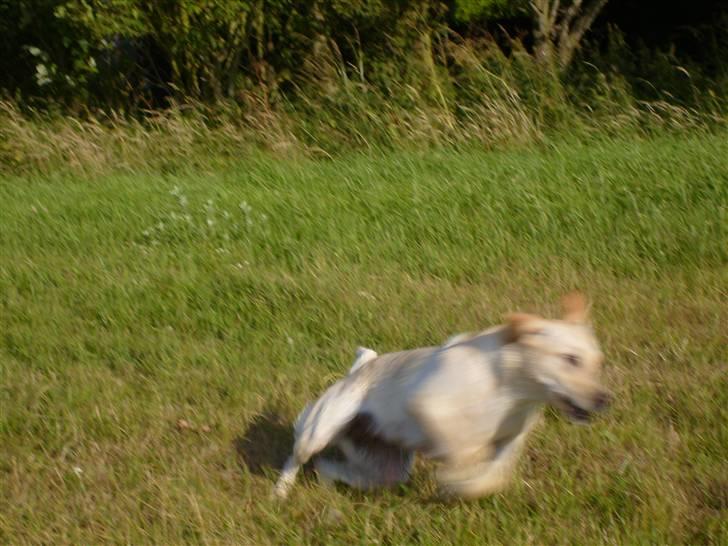 Labrador retriever Mille - Mille in action billede 2