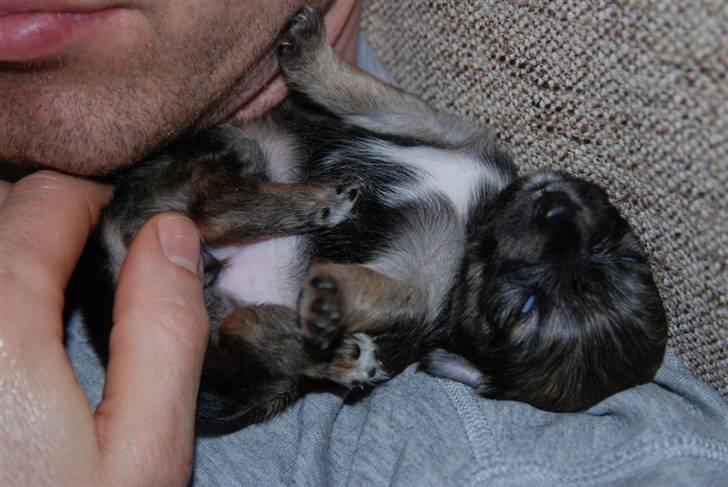 Chihuahua Lerche`s Miss Pepsi( udstationeret) billede 7