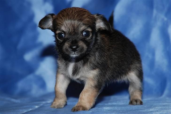 Chihuahua Lerche`s Miss Pepsi( udstationeret) - 5 uger billede 8