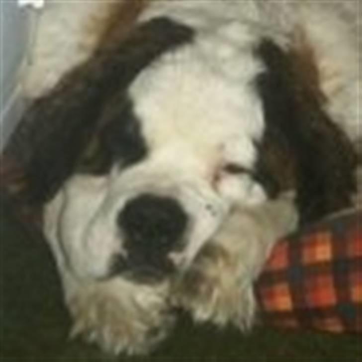 Sankt bernhardshund Berta billede 1