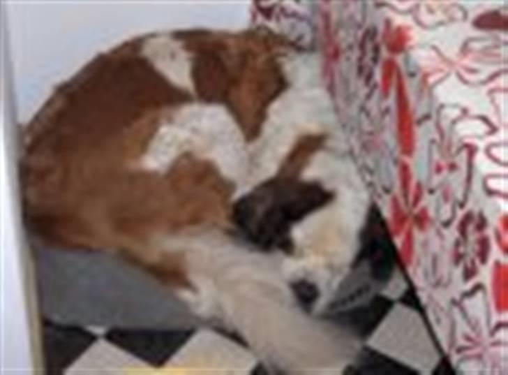 Sankt bernhardshund Berta billede 6