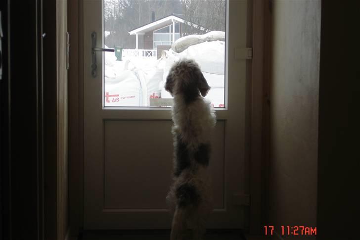 Petit basset griffon wendéen Victor (Vickys Cassius) - Hvor er far henne?? billede 9