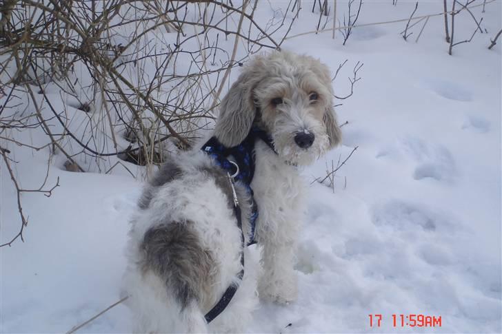 Petit basset griffon wendéen Victor (Vickys Cassius) - Victor i sneen billede 10